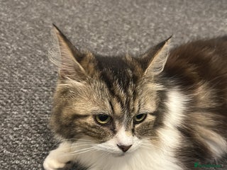 Mixed Breed cats for sale - Advert 1