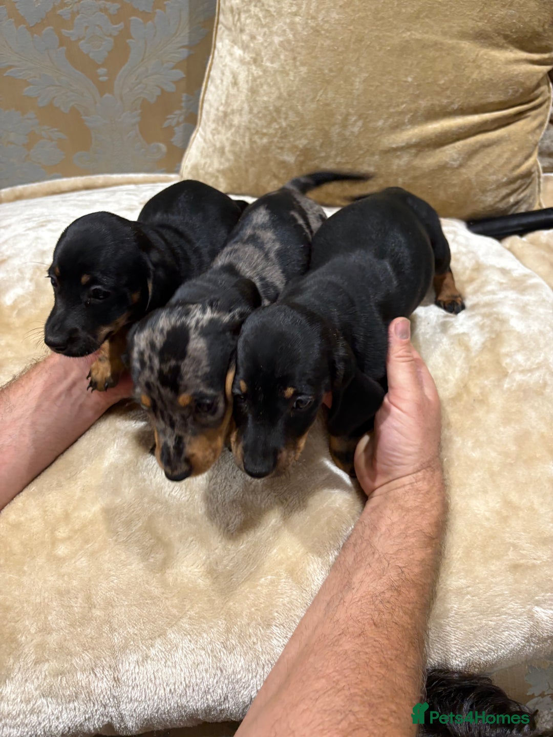Dachshund dogs for sale: Miniature dachshund - Image 13