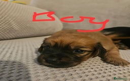 Mixed Breed dogs for sale: Beautiful dachshund/jug x terrier - Image 32