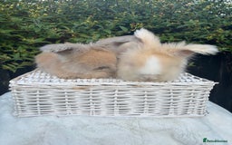 Angora rabbits for sale: Harlequin and blue (grey ) angoras  - Image 3