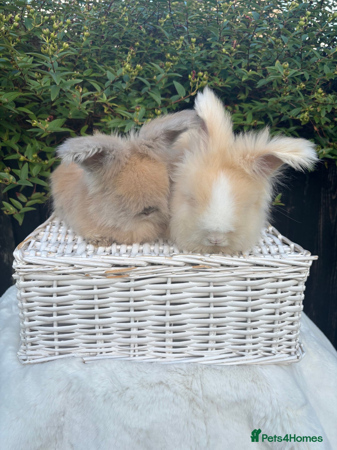 Angora rabbits for sale: Harlequin and blue (grey ) angoras  - Image 3