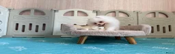 Pomeranian dogs for sale: Tiny White snow Pomeranian Puppies  - Advert 30