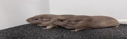 Guinea Pig rodents for sale: Guinea pigs  - Advert 2