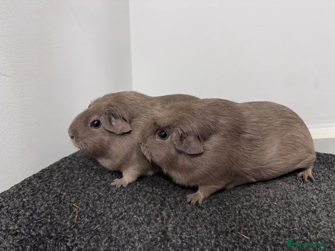 Guinea Pig rodents for sale: Guinea pigs  - Advert 2