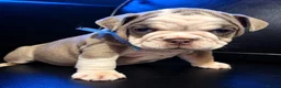 English Bulldog dogs for sale: Rare Fluffy English Bulldog Pups in Hoddesdon - Advert 6