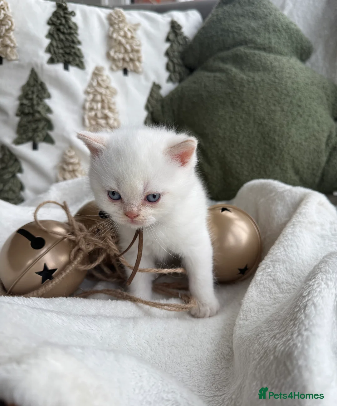 British Shorthair cats for sale: Lilac point female gccf reg - Advert 9