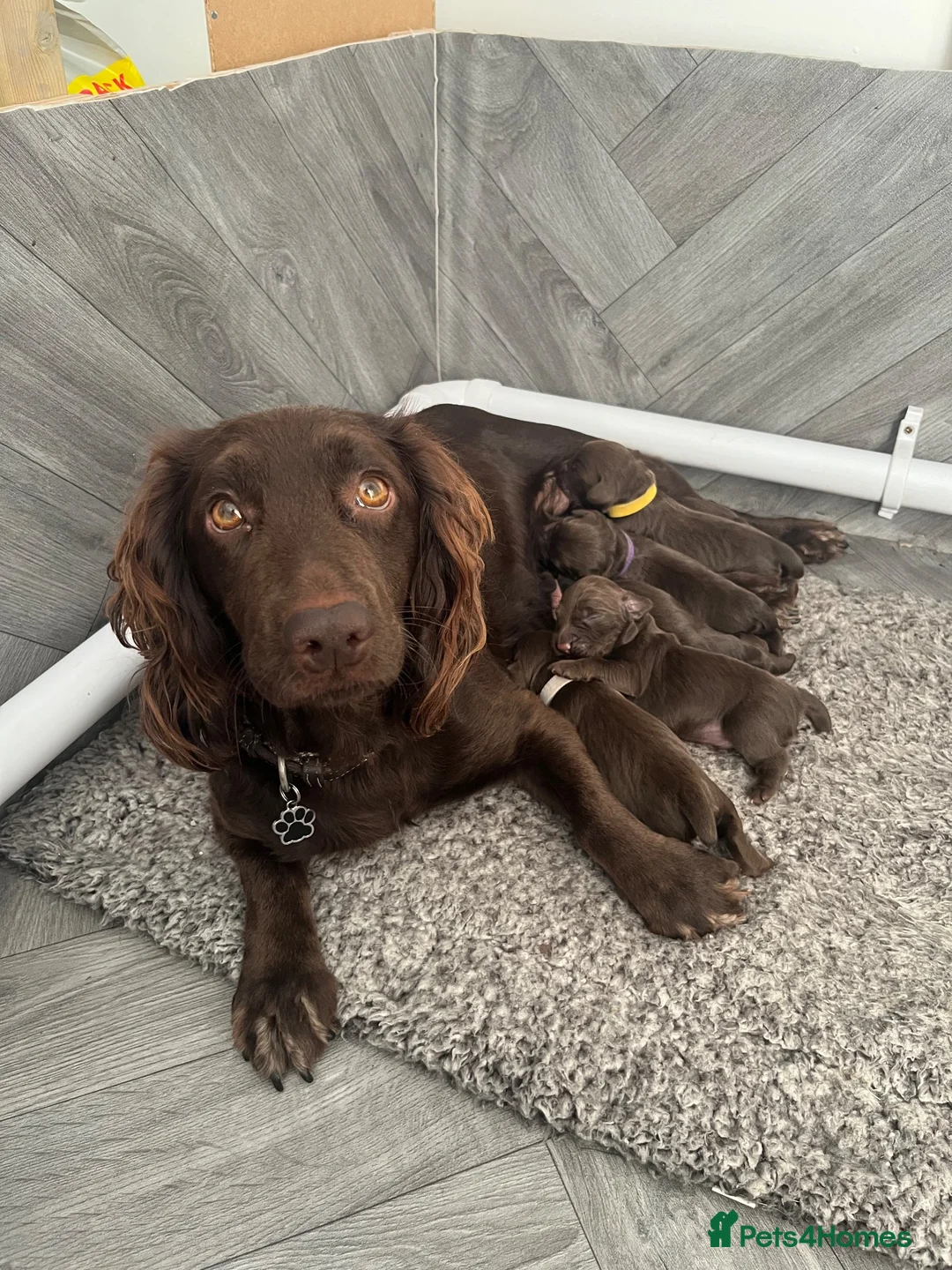 Cocker Spaniel dogs for sale: KC Working Cocker Spaniel Pups - Liver/Chocolate in Wimborne - Advert 6