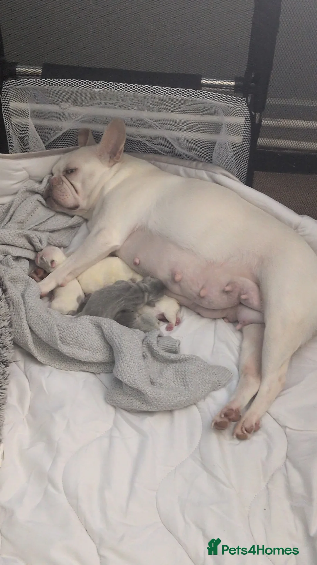 French Bulldog dogs for sale: Beautiful frenchies for sale!! - Advert 2