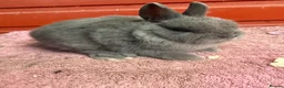 Netherland Dwarf rabbits for sale: Young Netherland Dwarfs - Advert 2