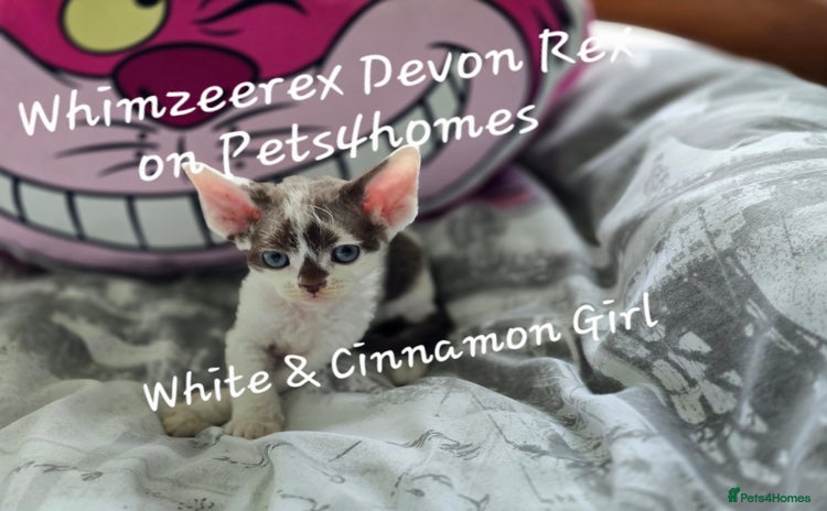 Devon Rex cats - Advert 8