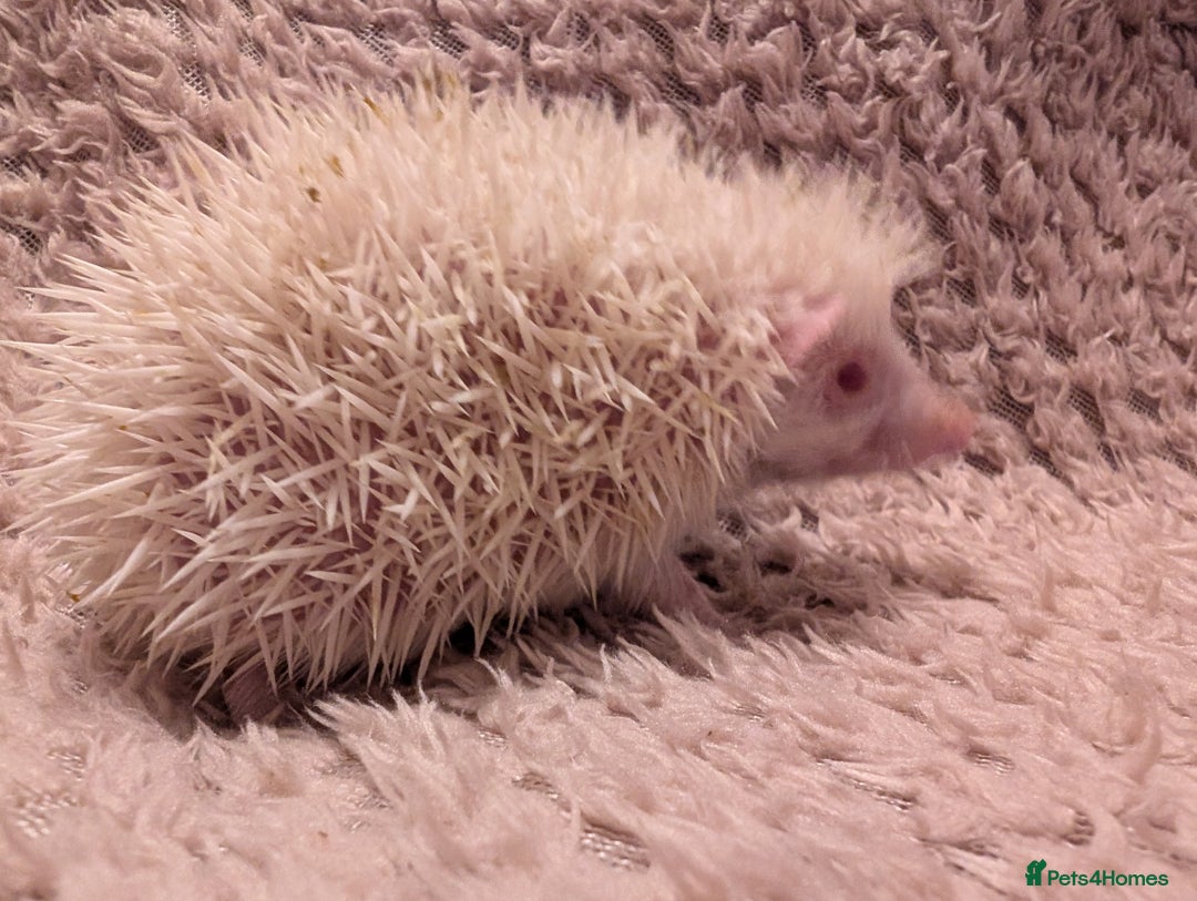Pygmy Hedgehog rodents for sale: Little baby albino hedgehog Ruby red eyes.  - Image 6