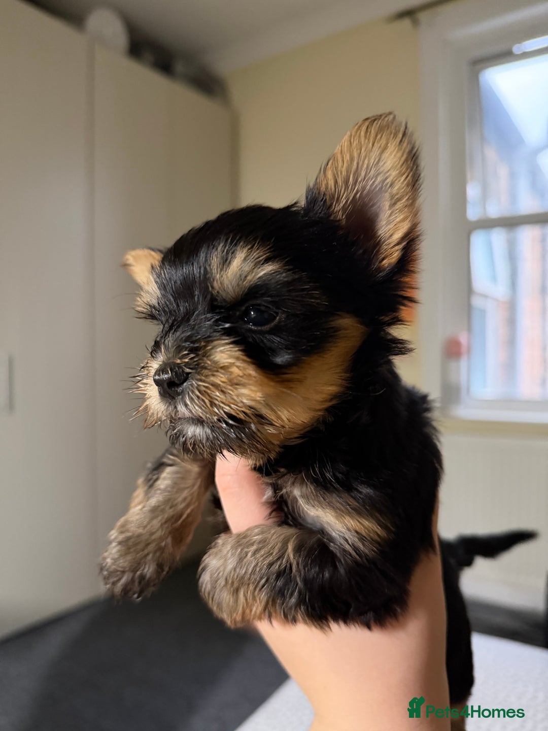Yorkshire Terrier dogs for sale: Three beautiful Yorkshire Terrier girls for sale - Advert 4