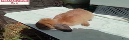 Mini Lop rabbits for sale: Pretty Female Minilop Baby Rabbits - Advert 2