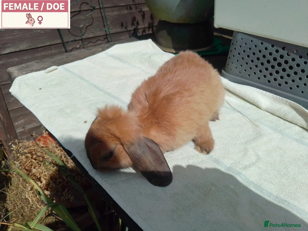 Mini Lop rabbits for sale: Pretty Female Minilop Baby Rabbits - Advert 2