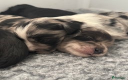 Mixed Breed dogs for sale: Shihpoo X Cocker Spaniel pups - Image 1