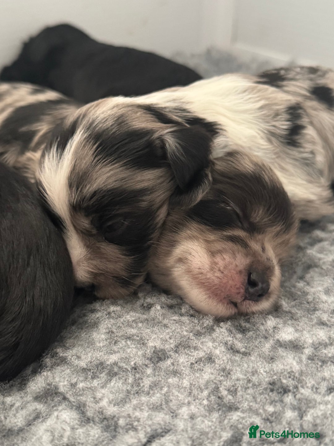 Mixed Breed dogs for sale: Shihpoo X Cocker Spaniel pups - Image 1
