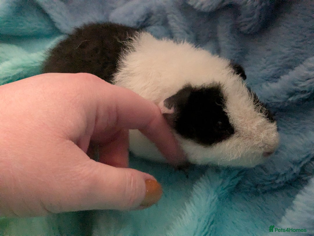 Guinea Pig rodents for sale: Two male baby guinea pigs ready now - Advert 5