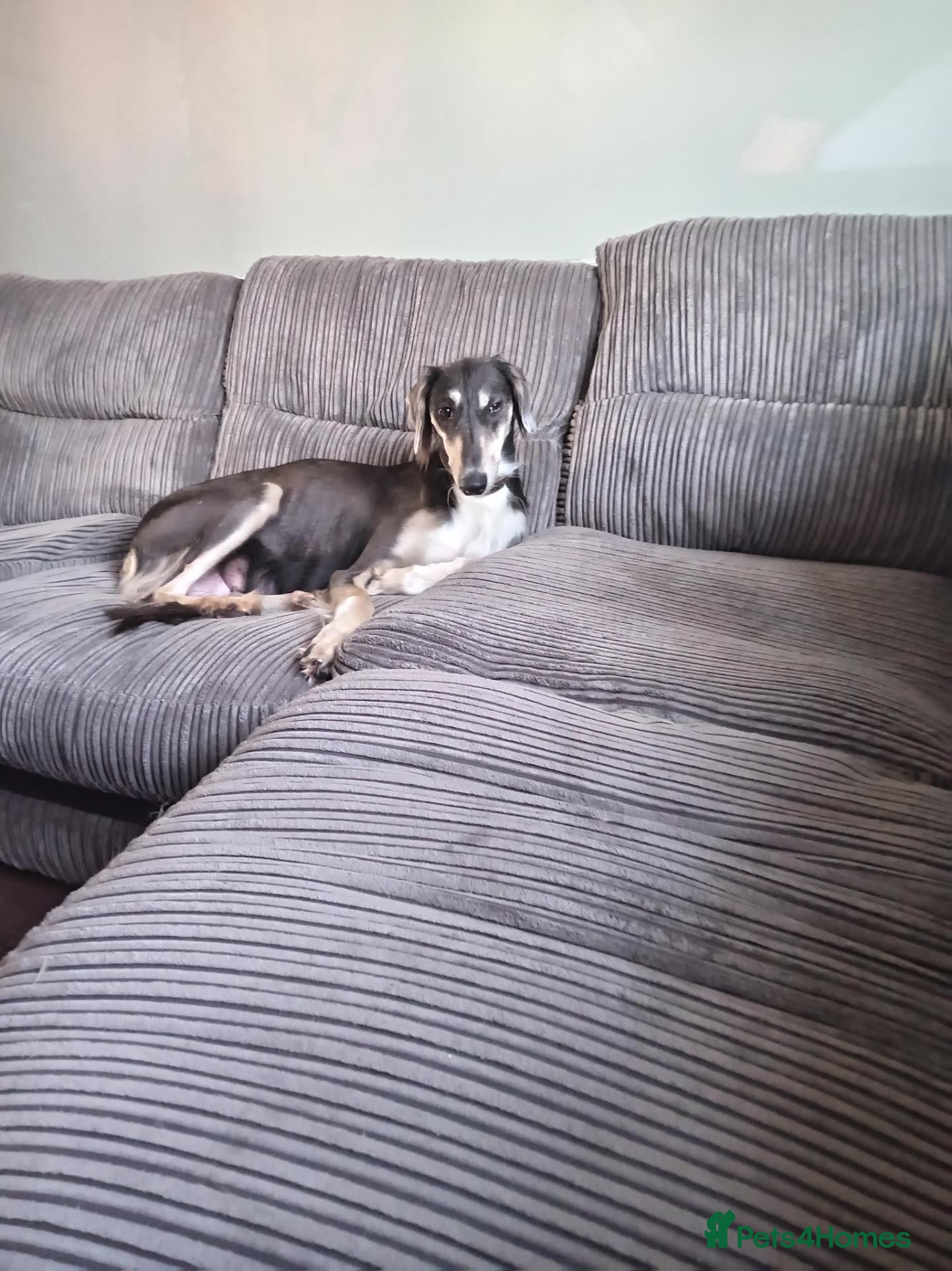 Saluki dogs Saluki xsd whippet  - Advert 1