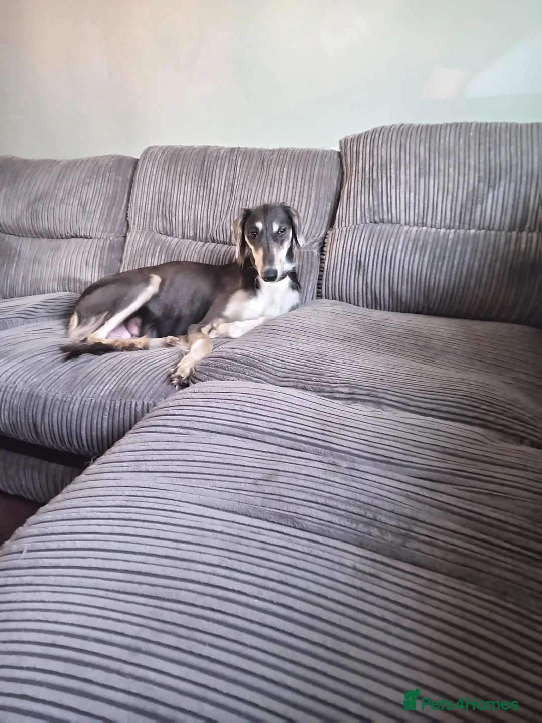 Saluki dogs for sale: Saluki  ** d whippet  in Liverpool - Advert 1
