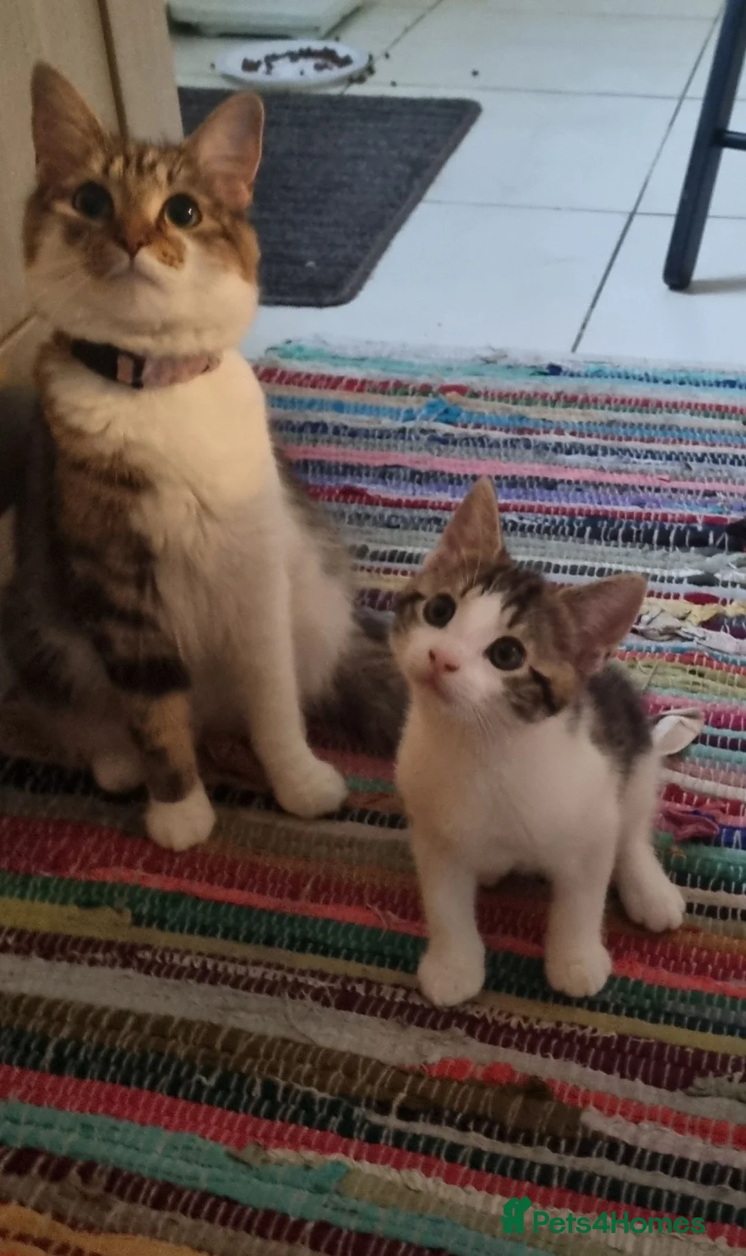 Mixed Breed cats for sale: Kitten for sale - Advert 7