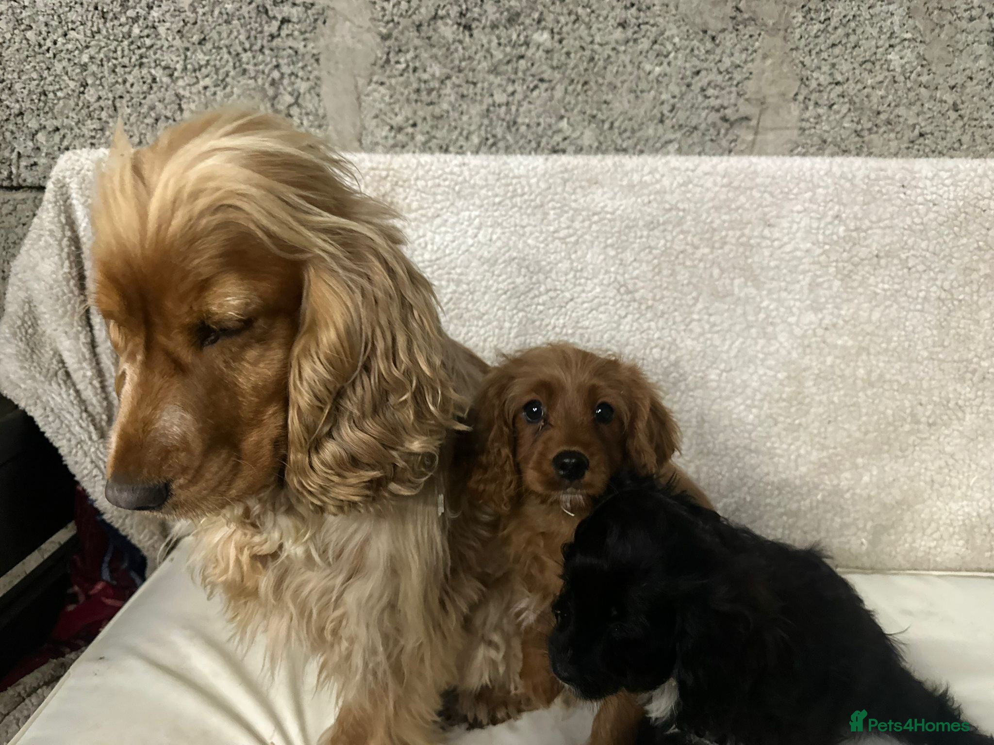 Cockapoo dogs Cockapoo puppies - Advert 2