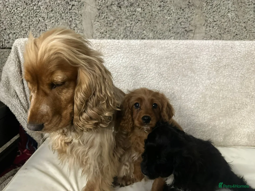 Cockapoo dogs for sale: Cockapoo puppies - Advert 1