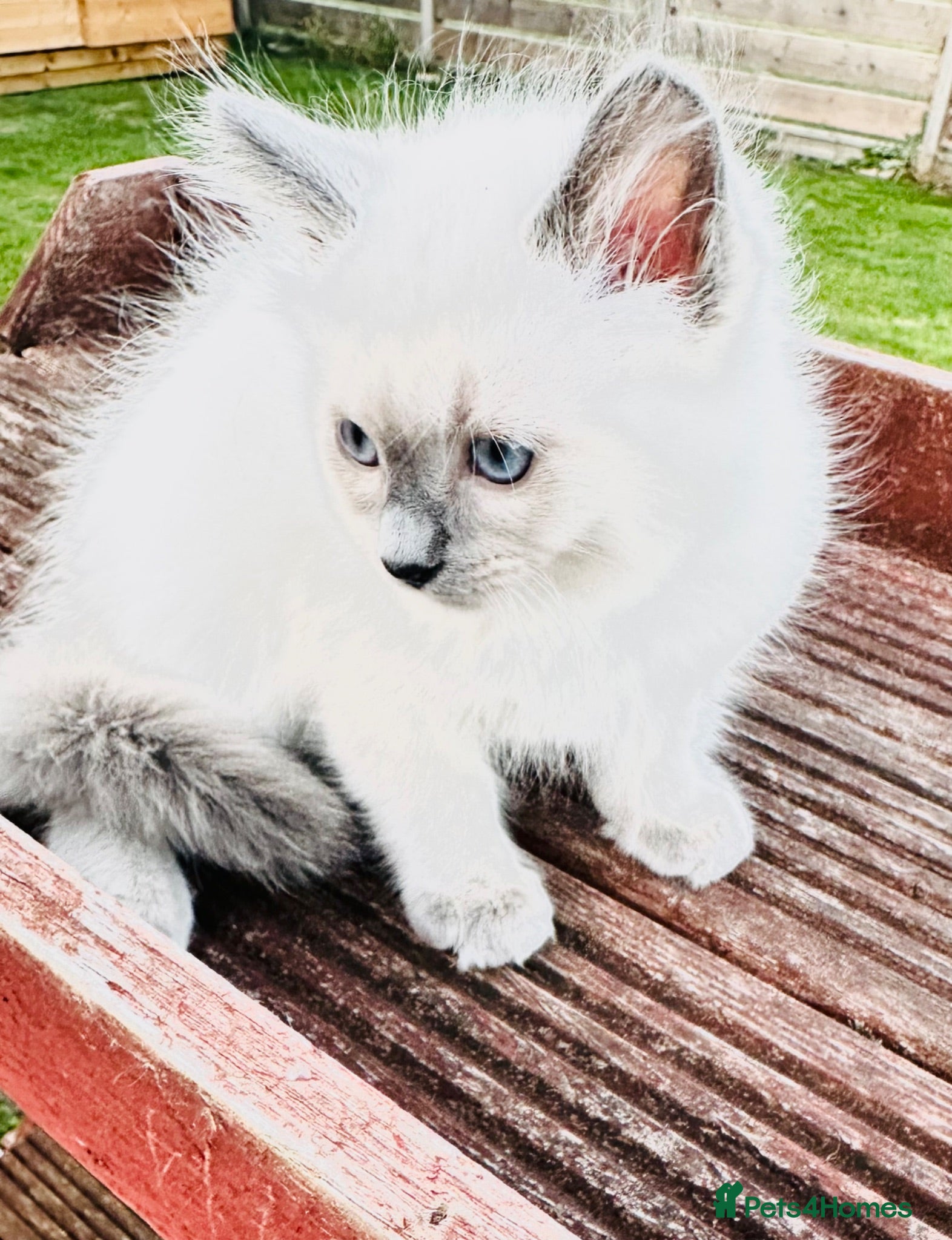 Ragdoll cats GCCF BEAUTIFUL RAGDOLL KITTENS  - Advert 2