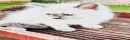Ragdoll cats for sale: GCCF BEAUTIFUL RAGDOLL KITTENS  - Advert 25