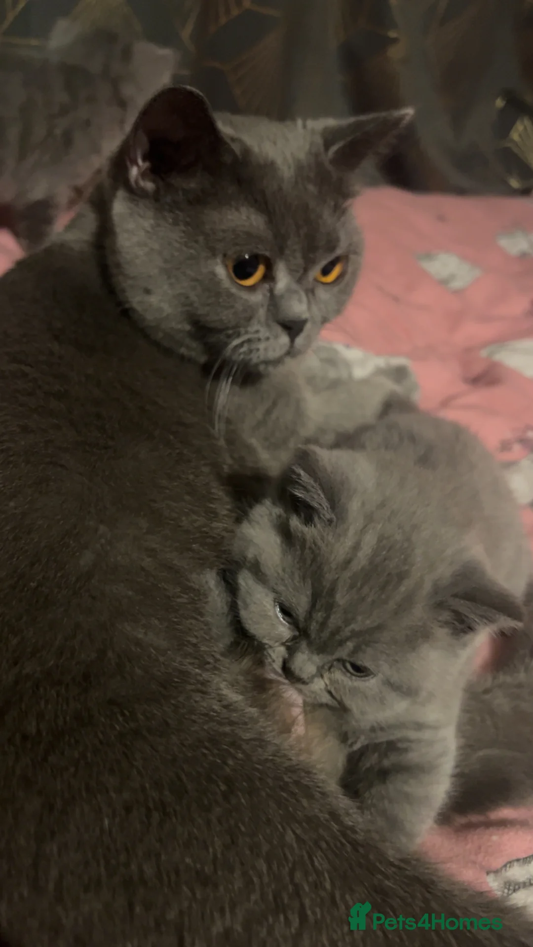 British Shorthair cats for sale: Beautiful BSH Kittens / GCCF registered  - Advert 21