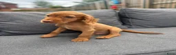 Cocker Spaniel dogs for sale: working cocker spaniels  - Advert 3