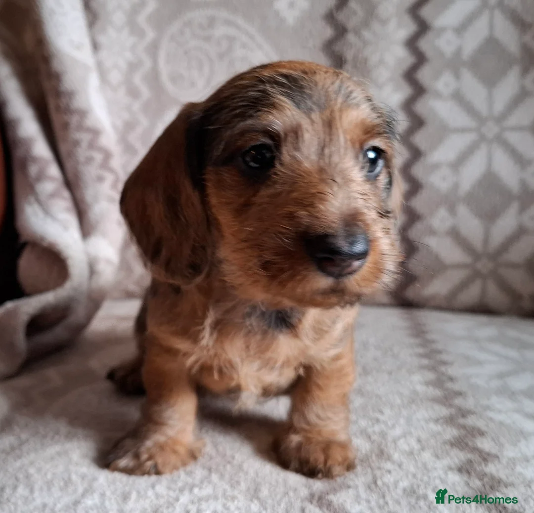 Miniature Dachshund dogs for sale: New Year's Day KC Mini-Wire Dachsunds - Advert 13