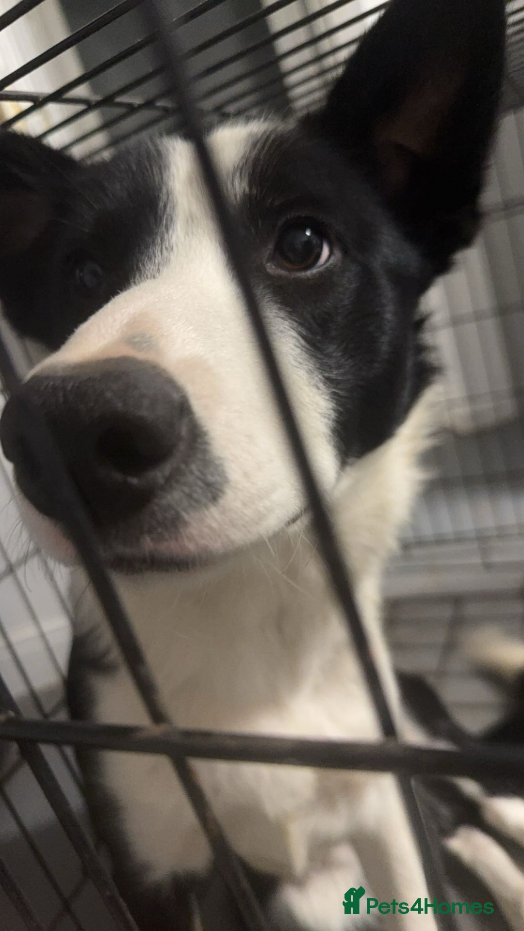 Border Collie dogs for sale: 1 year old border collie(boy) - Image 2