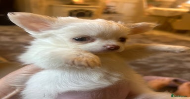 Chihuahua dogs - Advert 12