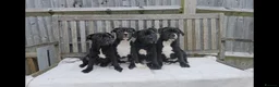 Staffordshire Bull Terrier dogs for sale: 🥰 All babies SOLD 🥰 - Advert 9