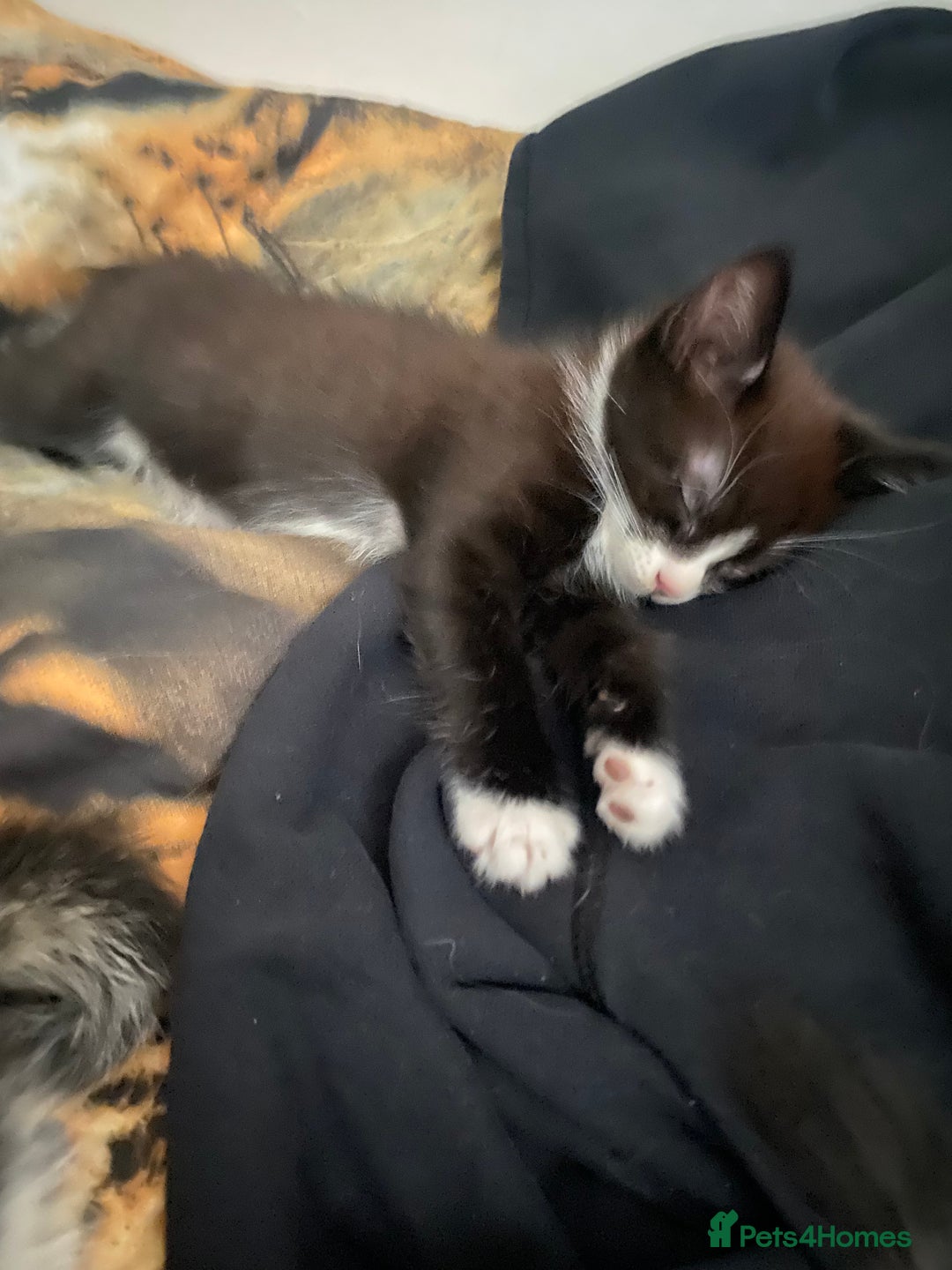 Mixed Breed cats for sale: 5 beautiful kittens are ready now  - Image 7