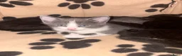 Mixed Breed cats for sale: 5 BEAUTIFUL KITTENS AVAILABLE  - Advert 4