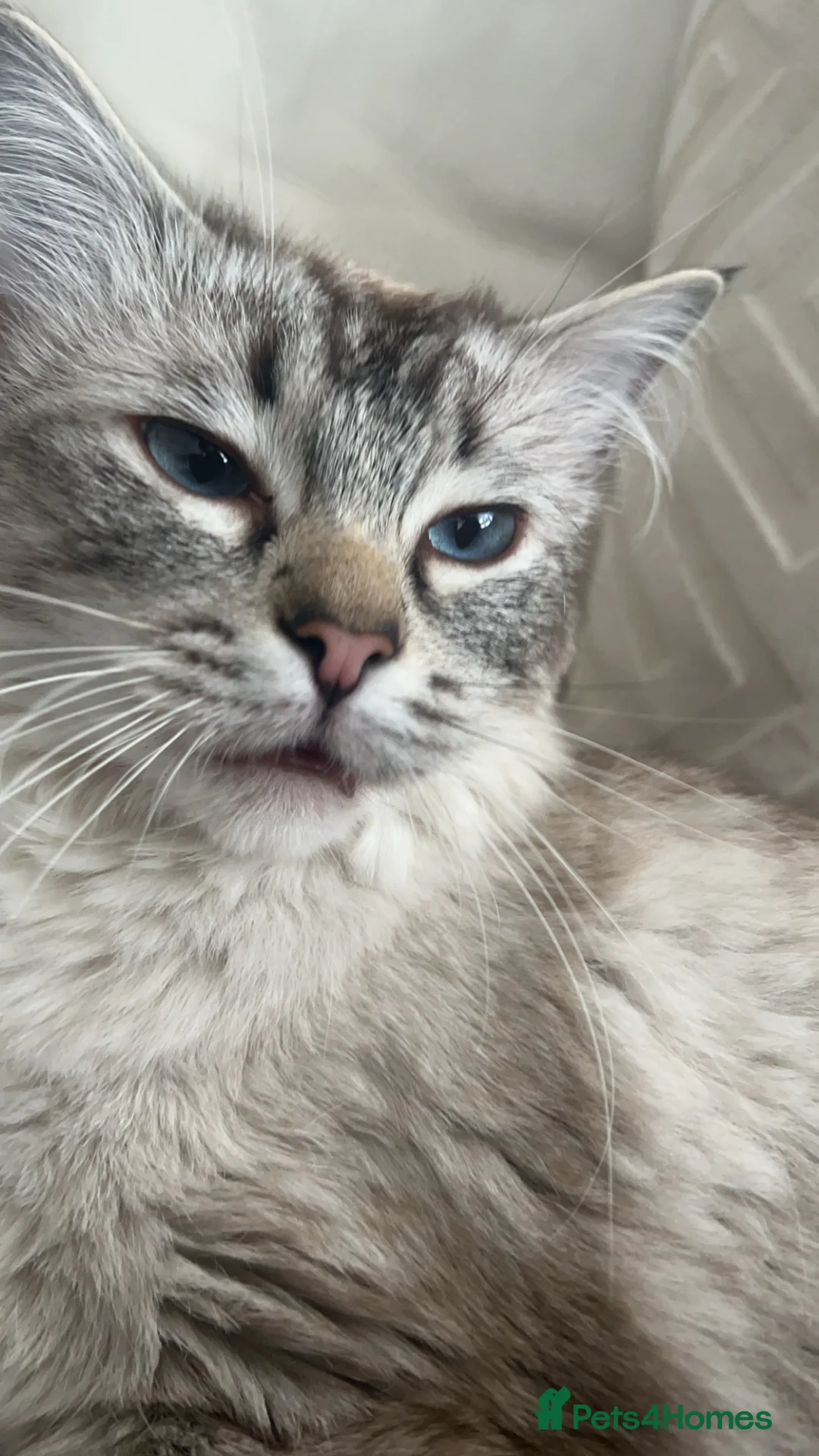 Ragdoll cats for sale: Blue eyed Ragdoll in Manchester - Advert 2