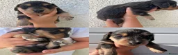 Miniature Dachshund dogs for sale: READY TO LEAVE unreal long hair KC stunning💙💕 - Advert 9