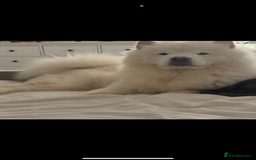 Chow Chow dogs for sale: Loving ChowChow Looking for a New Home - Image 3