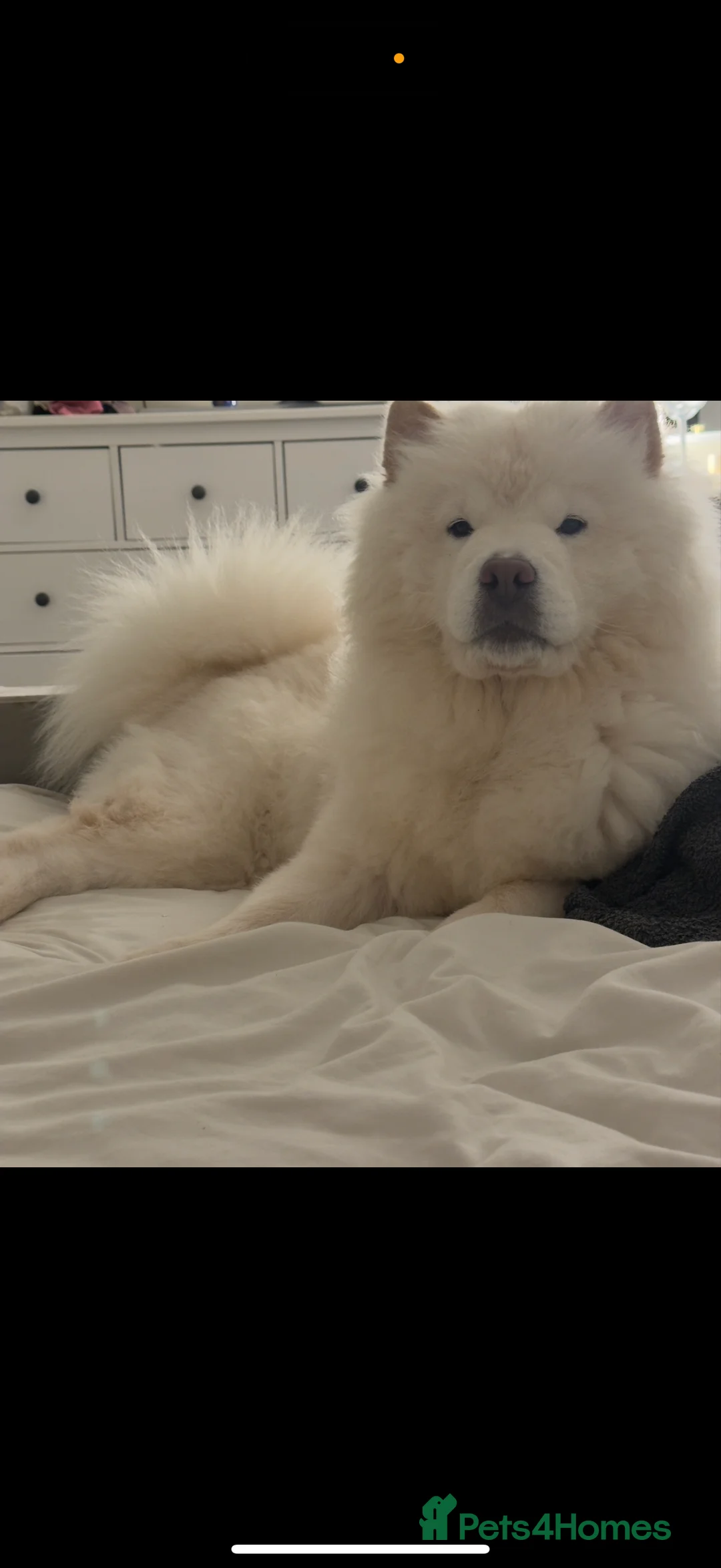 Chow Chow dogs for sale: Loving ChowChow Looking for a New Home - Advert 3