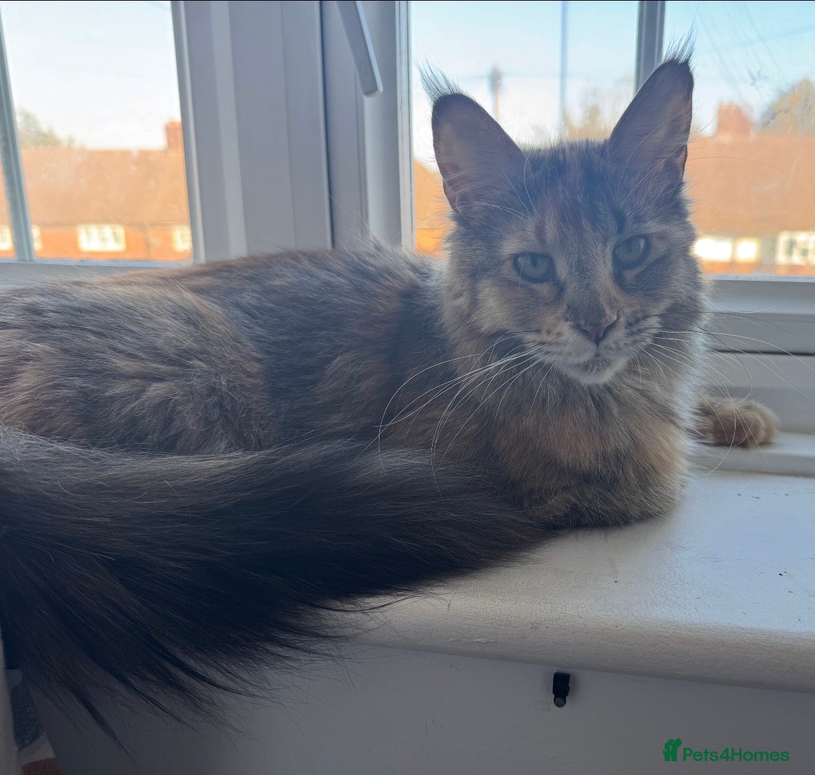 Maine Coon cats TICA active Maine Coon female DNA tested - Advert 13