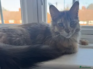 Maine Coon cats TICA active Maine Coon female DNA tested - Advert 3