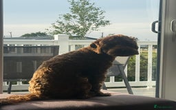 Cockapoo dogs for stud: 1 year old cockapoo for stud - Image 2