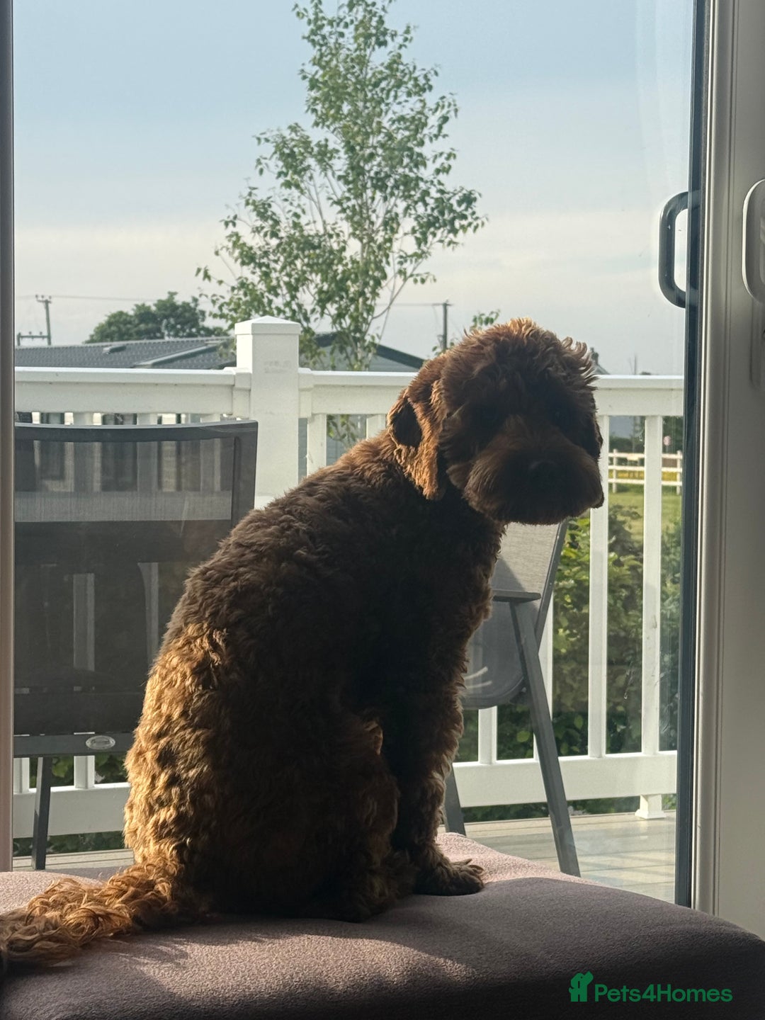 Cockapoo dogs for stud: 1 year old cockapoo for stud - Image 2