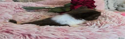Chihuahua dogs for sale: XX quality chihuahua chocolate longcoat puppies XX - Advert 10