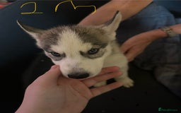 Siberian Husky dogs for sale: Five husky puppies for sale - Image 11