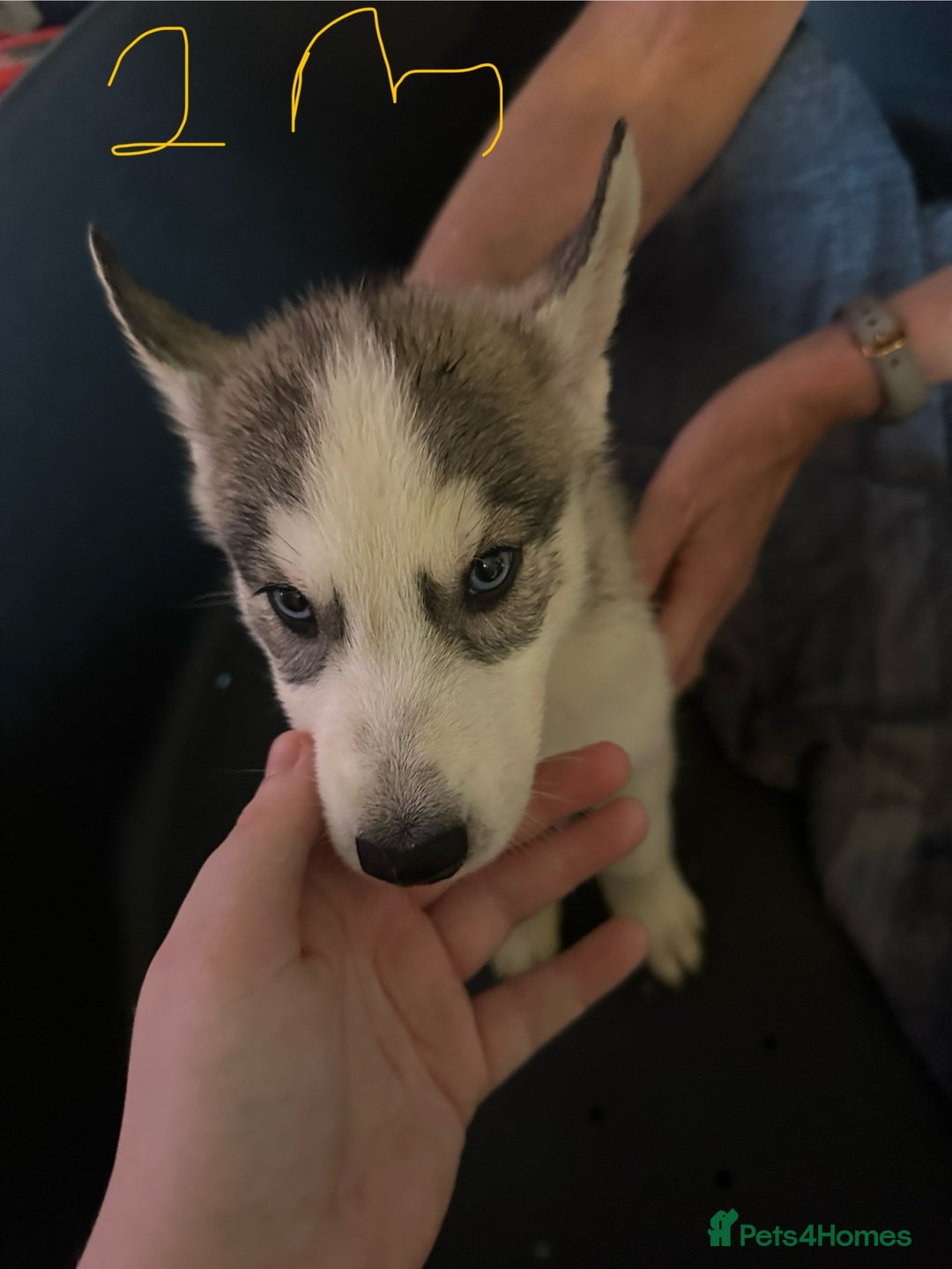 Siberian Husky dogs for sale: Five husky puppies for sale - Image 11