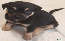 Mixed Breed dogs for sale: Pug X Collie pups (Pugollies) 3 Boys 2 Girls - Advert 3