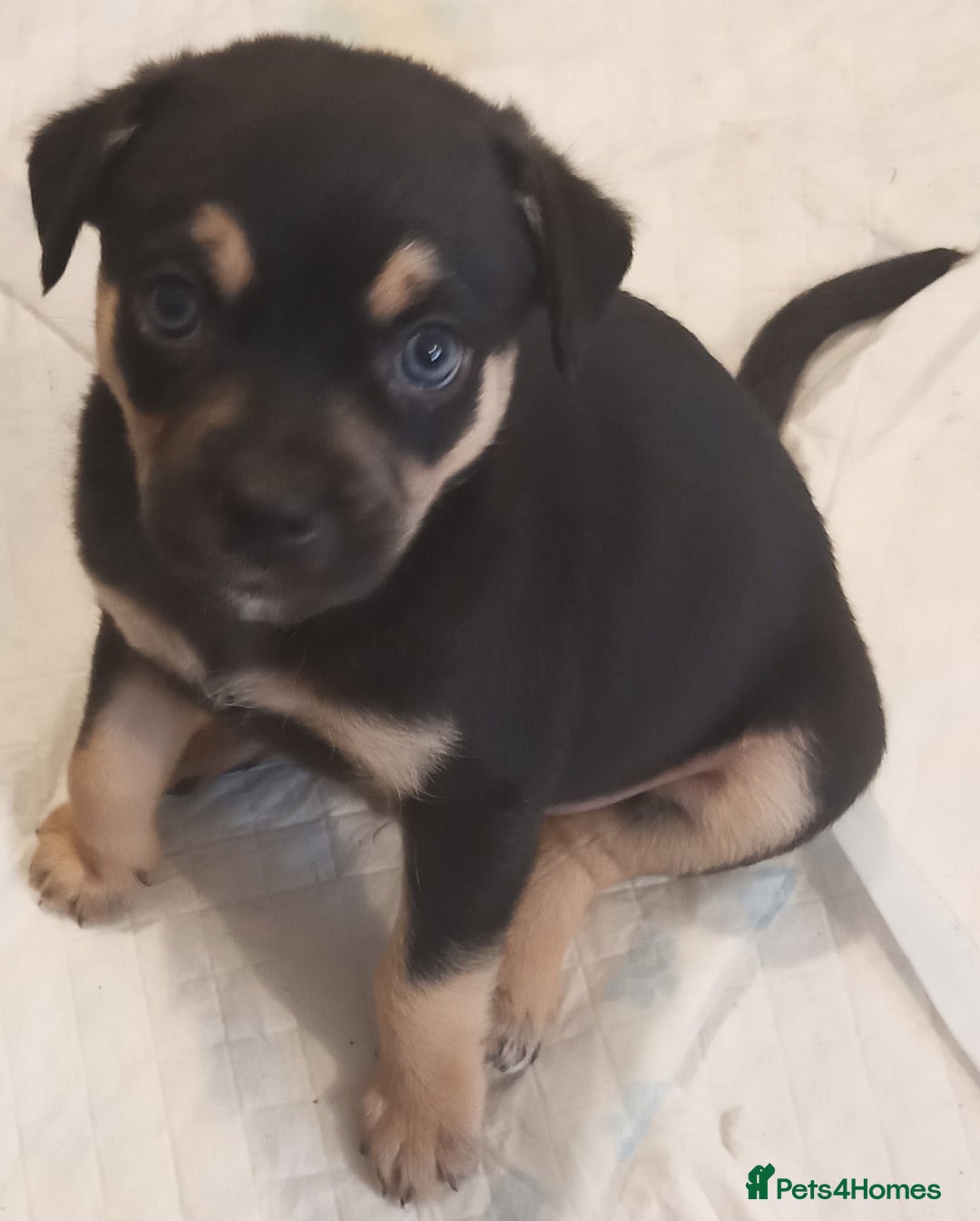 Mixed Breed dogs for sale: Pug X Collie pups (Pugollies) 3 Boys 2 Girls - Advert 3
