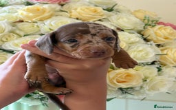 Dachshund dogs for sale: Beautiful litter of minature Isabella Dachshunds - Image 4